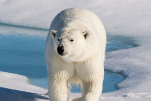 Polar Bears
