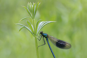Dragonflies Vision
