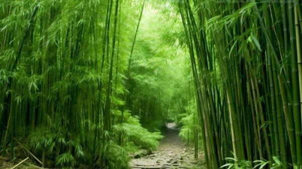 Ilustrasi hutan bambu. 2