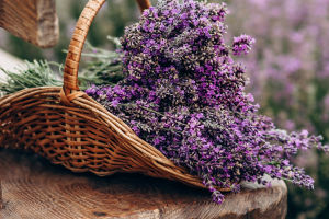 Dried Flower Arrangements