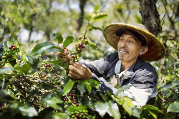 Hari Kopi Internasional 2021, 7 Single Origin Indonesia Ini Jadi Primadona di Dunia