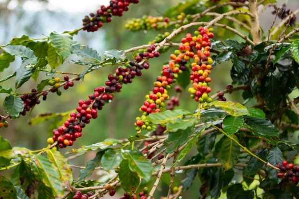 Ini 5 Keistimewaan Kopi Toraja yang Mendunia Karena Unik Rasanya