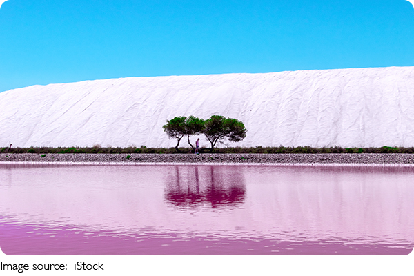 Plantas que desafiam o sal