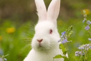 Quirky Walk of a Rare Rabbit