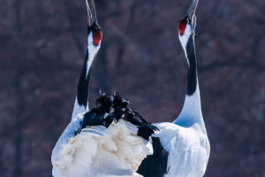 The Red-Crowned Crane