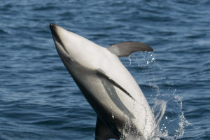 Dolphin Brain Adaptation