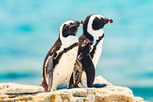 African Penguins