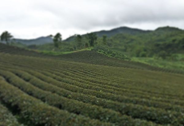 Kebun teh