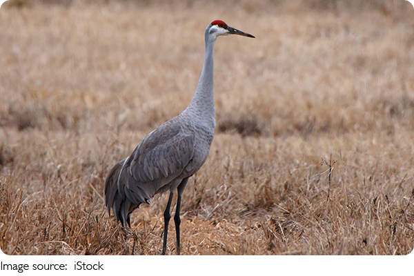 Keajaiban Sandhill Crane