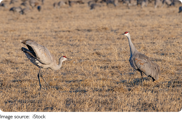 Keajaiban Sandhill Crane