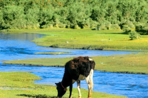 Ranch Serenity Revealed
