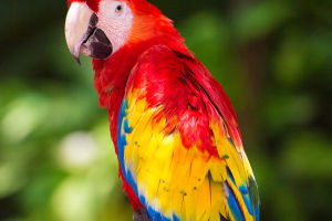Nature's Avian Masterpieces