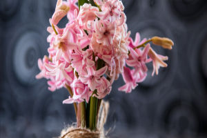 Hyacinth Care and Handling