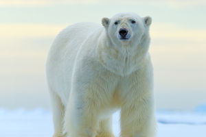Guardians of the Arctic