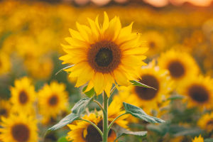 Reaching for the Sun
