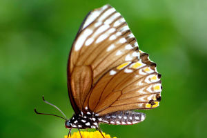 Flutter Garden