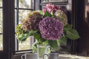 Indoor Flowering Plants