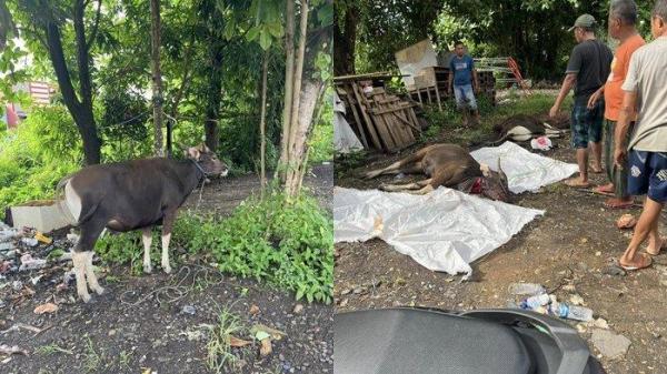 hewan kurban yang diberikan Matin Albarru