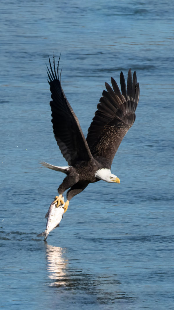 The Art of Soaring