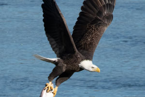 The Art of Soaring