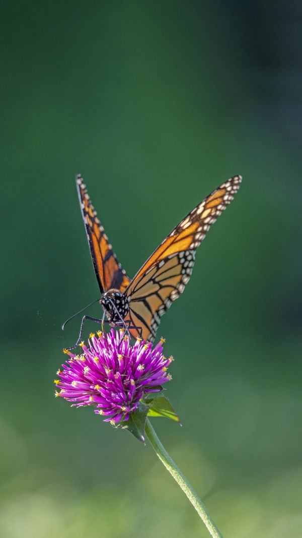 Nature's Astonishing Journey