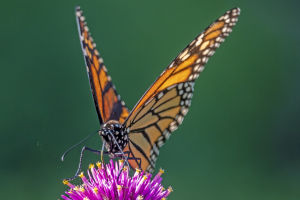 Nature's Astonishing Journey
