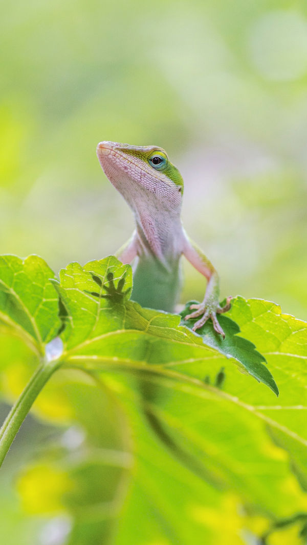 Secret Green Anoles