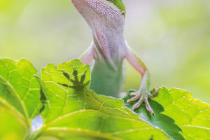 Secret Green Anoles