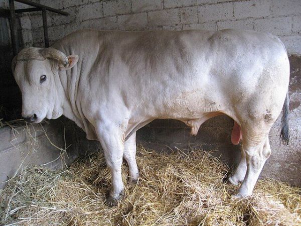 Sapi Jenis Chianina Bulle.