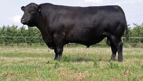 Deutsch Angus.