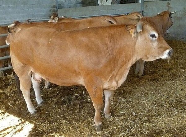 Sapi Parthenaise