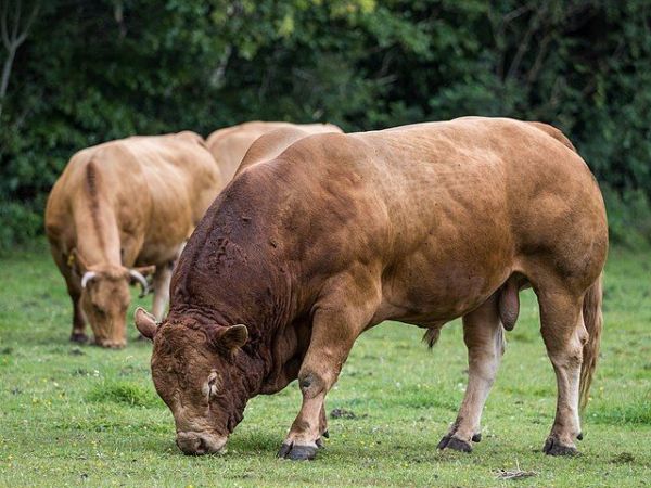 Sapi Limousin.
