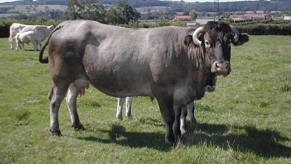 Sapi Bazadaise.