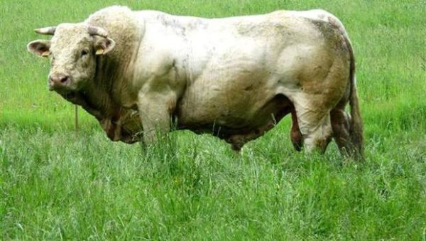 Sapi Charolais.
