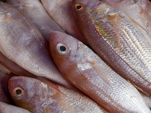 Review kamera Leica D-Lux 8