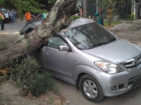 Ilustrasi mobil terkena pohon tumbang