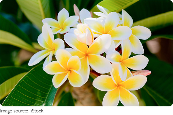 Terapia Floral: Curar Dor