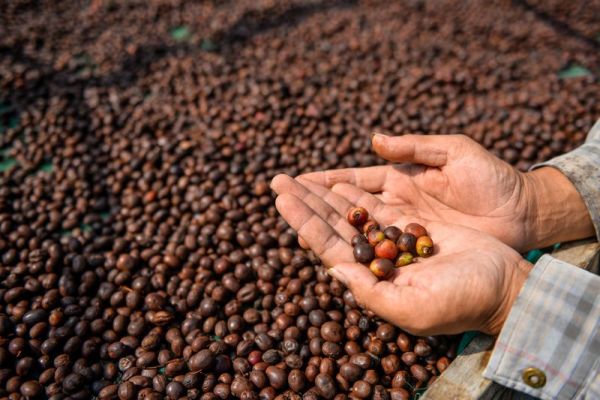 Petani menunjukan biji kopi arabika yang sedang dikeringkan di Kaki Gunung Puntang, Kabupaten Bandung, Jawa Barat, Kamis (16/5/2024). Asosiasi Eksportir Kopi Indonesia (AEKI) memproyeksikan produksi kopi di tahun 2024 turun yang diakibatkan produksi kopi di dataran rendah melemah serta minimnya 