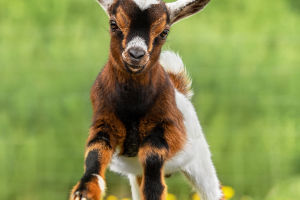 Pint-Sized Perfection