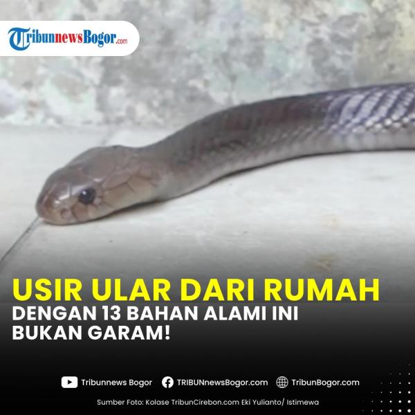 Catat cara mencegah ular masuk rumah yang bisa membahayakan. Belakangan marak terjadi ular masuk rumah warga sehingga memicu keributan.