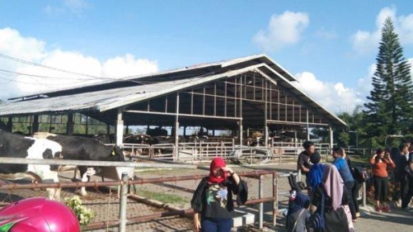 Wisatawan bisa berswafoto di depan kandang sapi Gundaling Farmstead, tempat wisata hits di Berastagi.