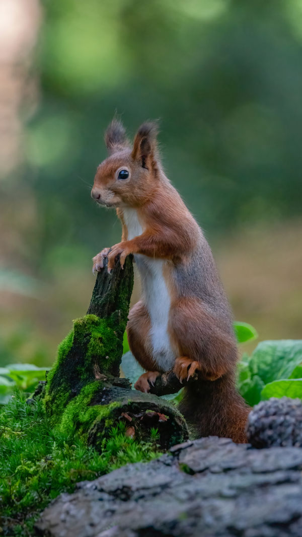 Behind the Bushy Tail