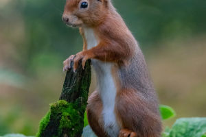 Behind the Bushy Tail