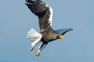 Steller's Sea Eagle
