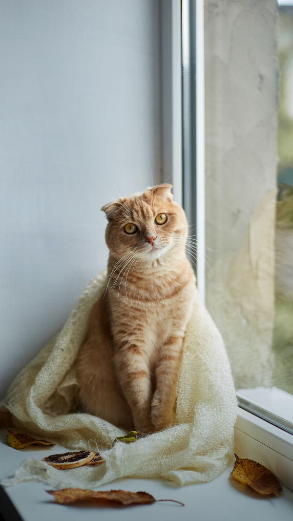 Perfect Pet Cat Breeds