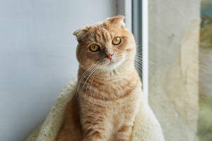 Perfect Pet Cat Breeds