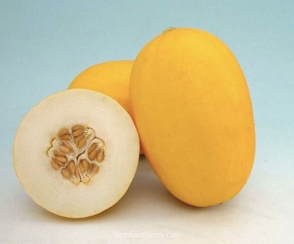 Melon
