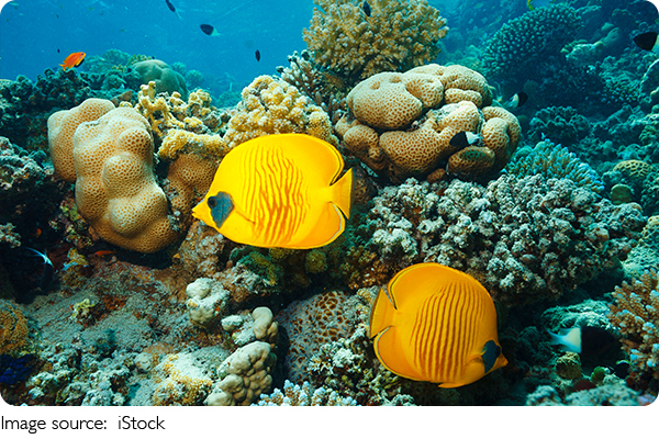 Where to Snorkel & Be Amazed