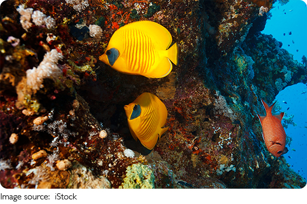Glow Fish Wonders