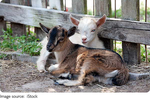 Hábitos Alimenticios